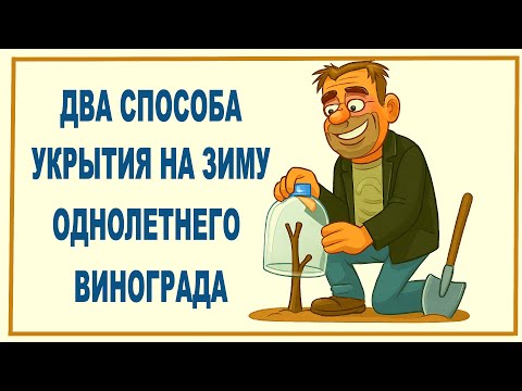 Видео: 🍇 Как УКРЫТЬ ОДНОЛЕТНИЙ ВИНОГРАД на зиму. Два простых и надежных способа.