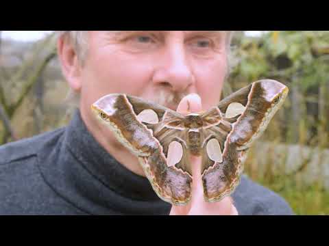 Видео: Ротшильдия#бабочки