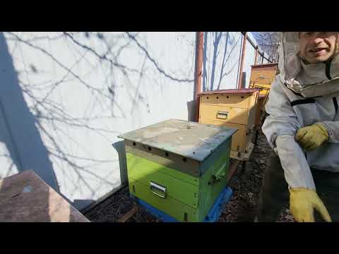 Видео: Посев табака. Табачные ясли.