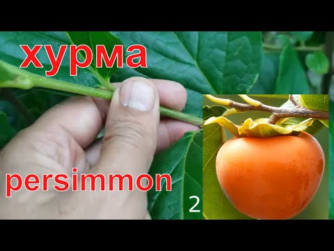 Видео: Прививка Хурмы май-июнь // persimmon grafting