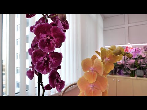 Видео: МЯГКАЯ адаптация Новых орхидей / ГНИЛая Абба.