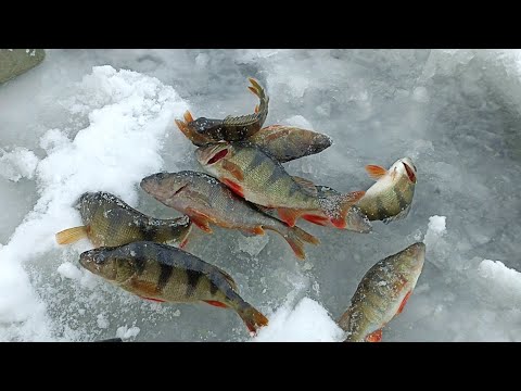 Видео: Трофей Оборвал Леску! Ловля Окуня по "Первому" Льду на Балансир!