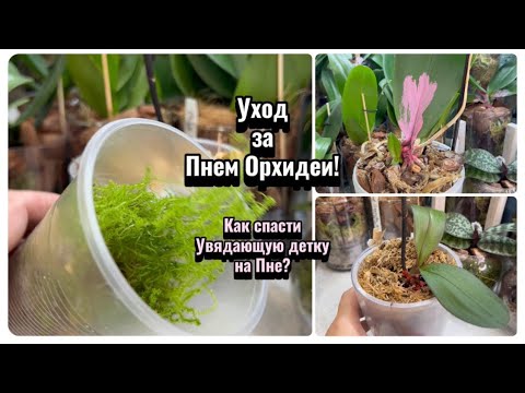 Видео: Как ОЖИВИТЬ пень орхидеи? Спасаем детку на пне орхидеи! Перевалка орхидеи SonYA #plants #fyp