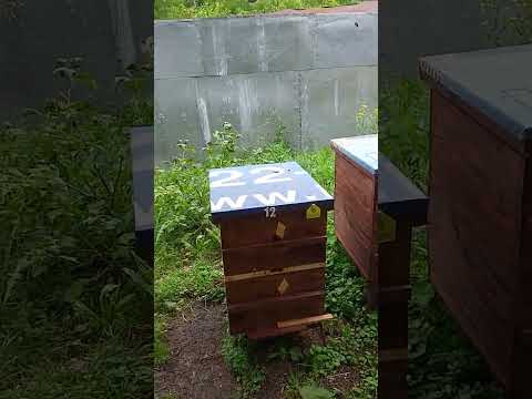 Видео: О использовании диафрагмы Дюкарева...