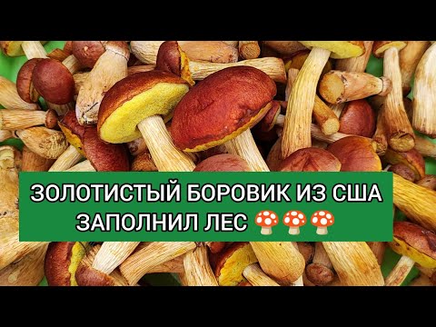Видео: ЗОЛОТИСТЫЙ БОРОВИК: СОБИРАЕМ И ПОКАЗЫВАЕМ