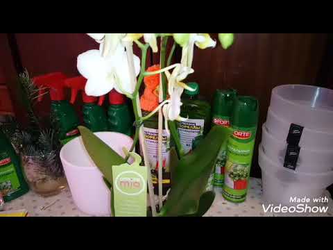 Видео: Вкусняшки для Орхидей | Обзор Новой Орхидеи | Phal. Green Pixue, multiflora