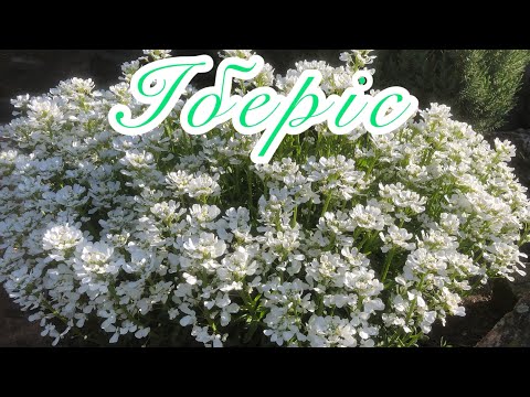 Видео: Іберіс вічнозелений | багаторічні квіти в саду | опис та використання в квітниках