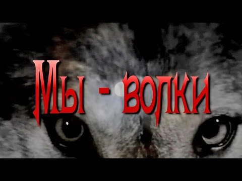 Видео: Вячеслав МЕДЯНИК. Мы -  волки / N-stудия