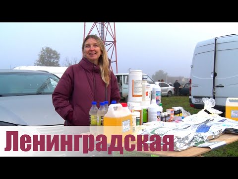 Видео: Птичий рынок. Ленинградская. [12.10.2025]