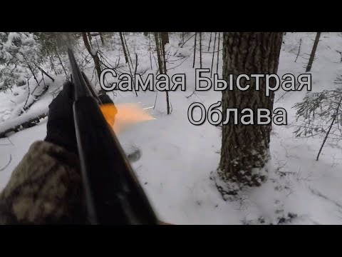Видео: Охота на волка 2021. Самая быстрая облава.