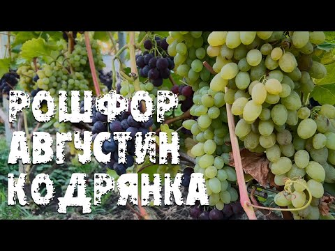 Видео: Виноград Рошфор, Августин и Кодрянка в Беларуси (09.10.22)