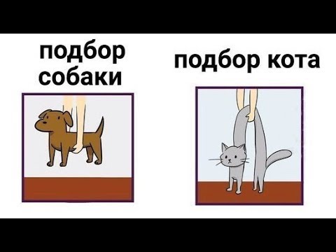 Видео: Лютые приколы. Поднять кота...