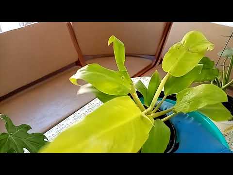 Видео: Комнатные растения. Филодендроны.