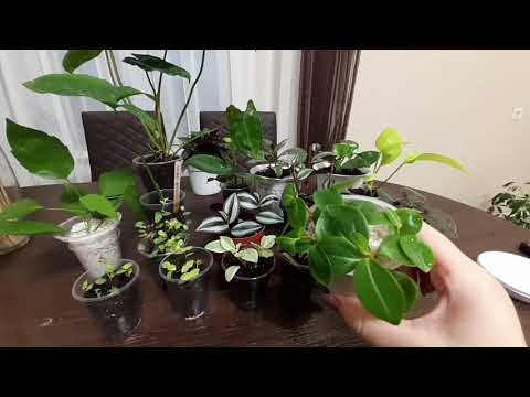 Видео: пересадка растений..черенкование.