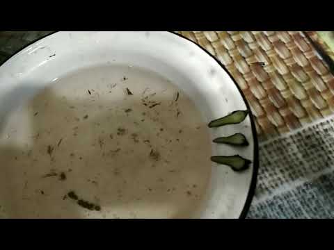 Видео: Моя настольная прививка винограда.