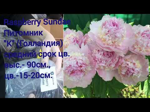 Видео: 4 часть распаковки посылки с пионами от Пулков Сад 2022г.