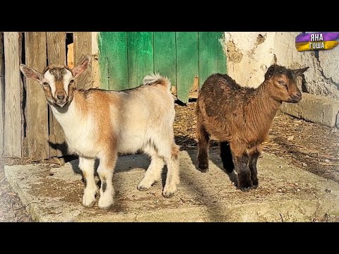 Видео: У нас потери! Минус 2 индюка и 10 куриц! Что с козлятами? Поставили электропастух?