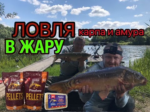 Видео: Рыбалка в жару или когда хочется ловит амура, а клюет карп