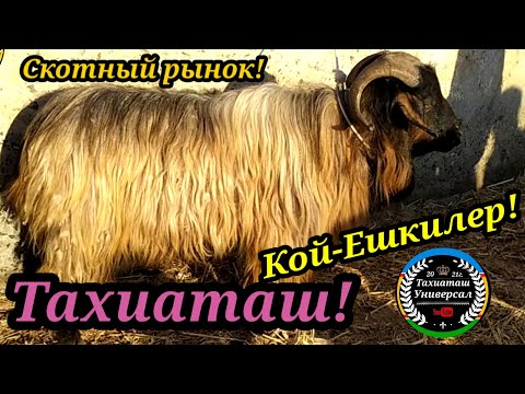 Видео: 🐏МАЛ БАЗАР🐑КОЙ-ЕШКИЛЕР#тахиаташ#каракалпакистан#узбекистан#казакстан#базар#рынок#қой#қошқар#шөп