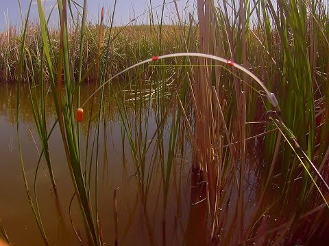 Видео: Только опустил удочку и началось! рыбалка на Боковой кивок.Рыбалка на карася. ловля карася в маю