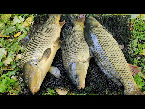 Видео: КАКОЕ ДАВЛЕНИЕ ЛУЧШЕ ДЛЯ ЛОВЛИ КАРПА ! СЕКРЕТЫ ЛОВЛИ РЕЧНОГО КАРПА ! карп в ОКТЯБРЕ ?РЕКА ДНЕСТР