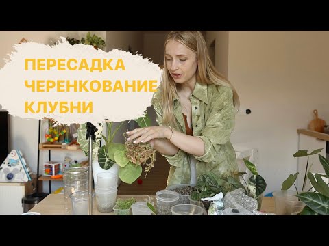 Видео: Пересадка Алоказий / Черенкование Антуриума / Клубни