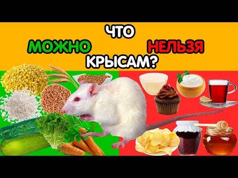 Видео: Что можно и что нельзя давать декоративным крысам?