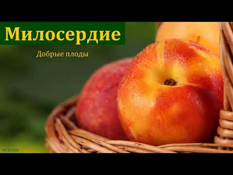 Видео: "Милосердие. Добрые плоды". А. С. Антонюк. МСЦ ЕХБ