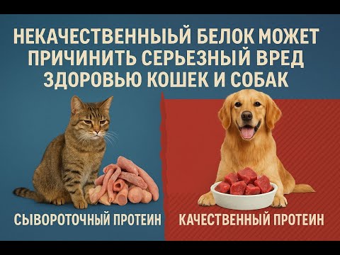 Видео: Серьезная угроза для здоровья собак и кошек- некачественный белок/Пересмотрите и исправьте их рацион