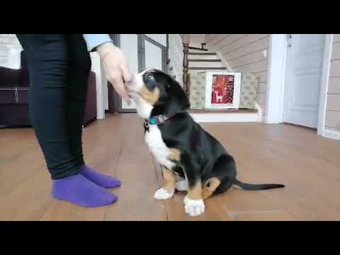 Видео: Швейцарский зенненхунд