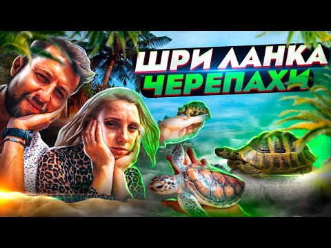 Видео: Шри-Ланка. Черепахи. 🐢Отель Eden. Не заселили в отель. Насыщенный день. Блог Павла Георгиева.