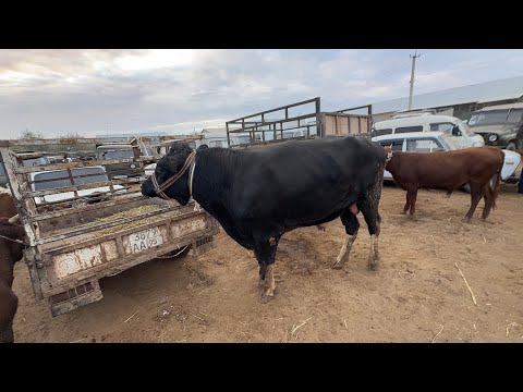 Видео: 13 октября 2024 г. ТУРТКУЛЬ МОЛ БОЗОР НАРХЛАРИ