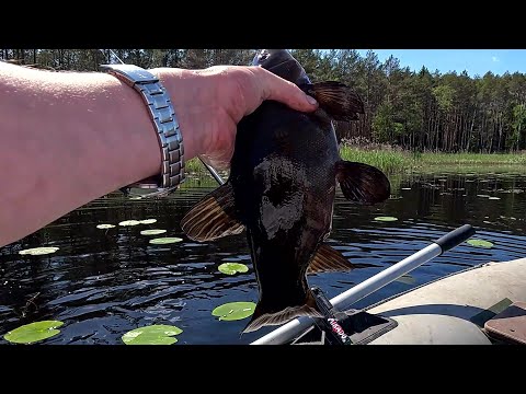 Видео: Лучшая рыбалка в мире!!! Ловля ЛИНЯ на поплавочную удочку!