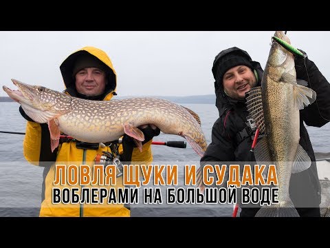 Видео: Трофейная щука и судак. Как поймать на  воблеры!