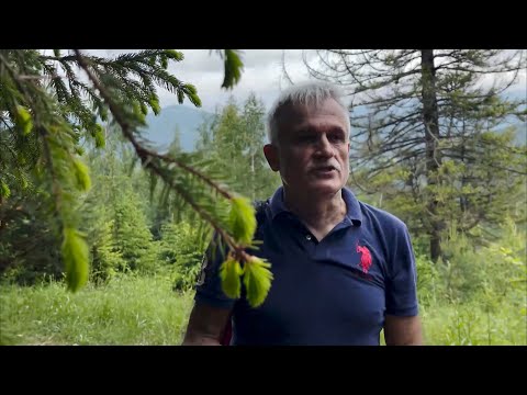 Видео: Що пили слов‘яни тисячу років тому? Хвояр.