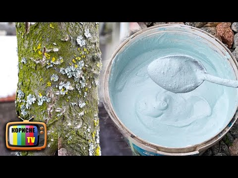 Видео: Цей розчин випалює всіх шкідників лишайники та грибки на плодових деревах