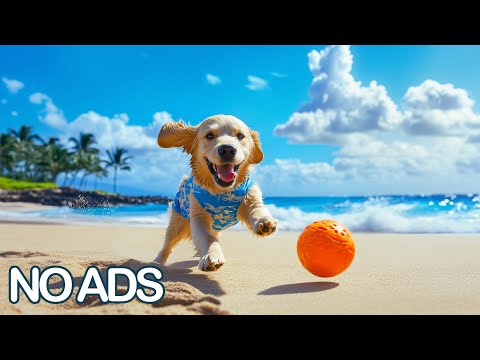 Видео: 12 Часов Успокаивающая Музыка для Собак🐶Снятие Тревоги и Стресса💖Расслабляющая Музыка Сна Комфорта
