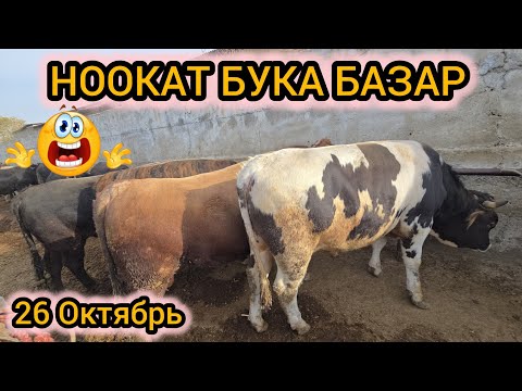 Видео: Ноокат Бука Базар 26 Октябрь #байкж 