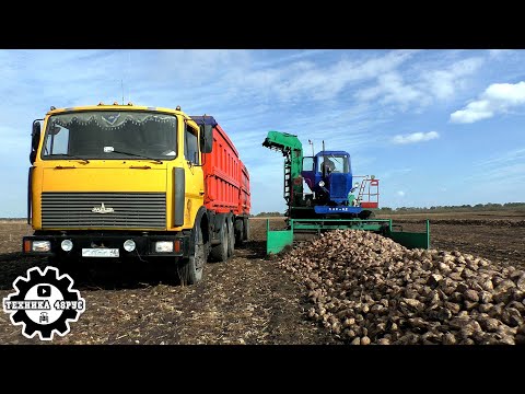 Видео: Свёкла - 2023. Работает ветеран - погрузчик СПС-4,2. Советская легенда до сих пор в строю