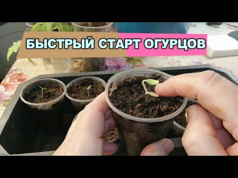 Видео: 🥒🥒КАК ПОСЕЯТЬ ОГУРЦЫ (и другие тыквенные) ДЛЯ БЫСТРОГО СТАРТА РАССАДЫ! 100% результат!