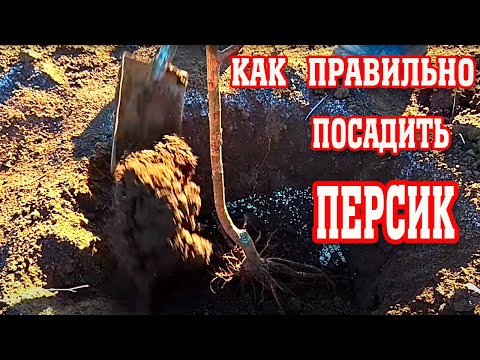 Видео: Как Правильно Посадить Персик ! / how to plant a peach