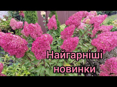 Видео: Новинки волотистих гортензій які завжди радують 👍