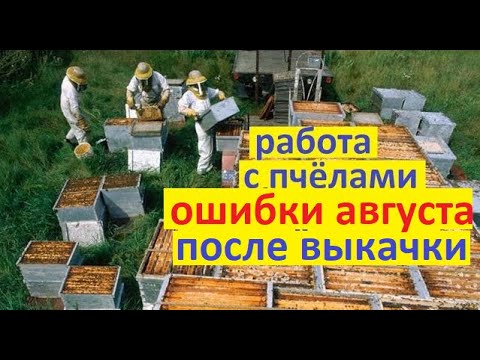 Видео: #Пчёлы в августе. Основные ошибки, и работа на пасеке после главного взятка и откачки мёда.