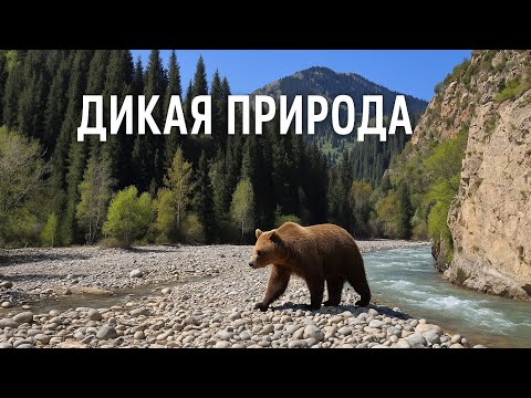 Видео: Дикая природа Талгар заповедник