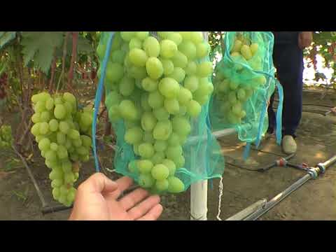 Видео: Виноградник Михаила Гречко 2018. часть 1