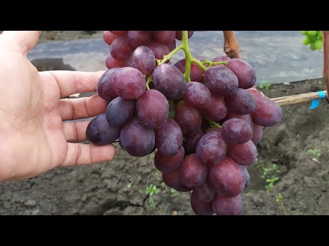 Видео: Виноградное АССОРТИ в сентябре 2025г.  ЧАСТЬ 4 !!! 