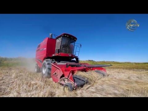 Видео: ЖЕТІСУ ОБЛЫСЫНДА КҮРІШ ЖИНАУ НАУҚАНЫ ЖҮРІП ЖАТЫР / АГРО АЙМАҚ / 17.09.2025