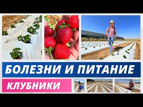 Видео: БОЛЕЗНИ И ПИТАНИЕ КЛУБНИКИ! #клубника #питаниеклубники