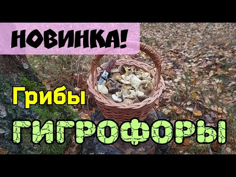 Видео: Где в лесу искать грибы гигрофоры и как их есть?