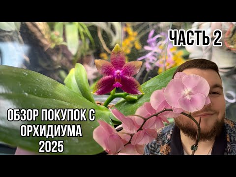 Видео: Обзор покупок с орхиума 2025 || Часть 2 || Такие орхидеи вы точно еще не видели 🫨🤯 || Любимые орхи